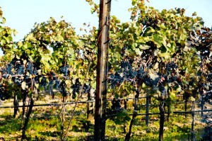 Burgenland vinice, Malý dobrodruh