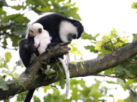 Pražská zoologická zahrada pořádá u příležitosti 81. výročí svého otevření Jubilejní slavnost. Foto: www.zoopraha.cz