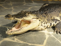 Chcete vidět živé krokodýli?Foto: Miroslav Feszanicz