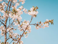 Japonský piknik pod sakurami míří na Hanspaulku (zdroj ©Archiv ČJS)