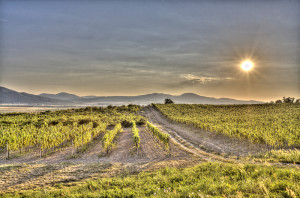 Slovenský Tokaj