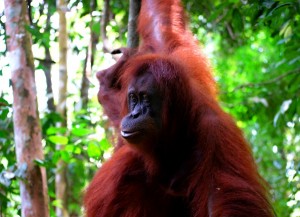 Orangutan, Malý dobrodruh