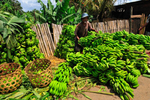 Madagaskar, Malý dobrodruh