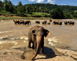 Safari na Srí Lance