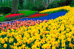 Keukenhof, Malý dobrodruh